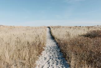 Image of a walking path in the middle of a field 